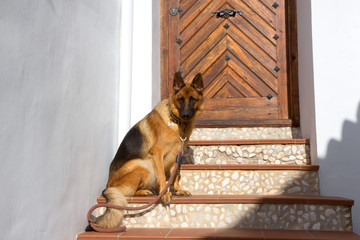 German Shepherd guards its white house with a wooden door in a small Mediterranean village.