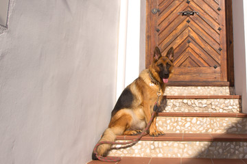German Shepherd guards its white house with a wooden door in a small Mediterranean village.