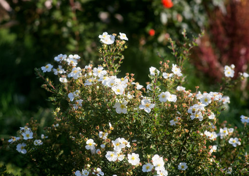 Flowering Bush white cinquefoil