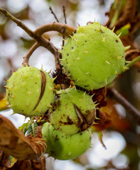 Kastanie, Kastanien am Ast, Zweig, Kastanienbaum