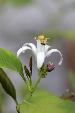 Zitronen Bl&uuml;te (Citrus &times; meyeri)