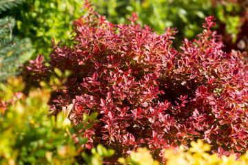 red Barberry, Thunberg Admirals