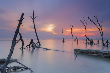 Beautiful and calm beach with dead mangroves during sunset