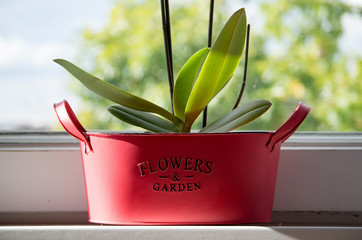 Green-Leaved Orchid in Pot on Window Sill