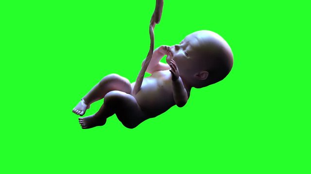 baby in the womb 3d render on a green background