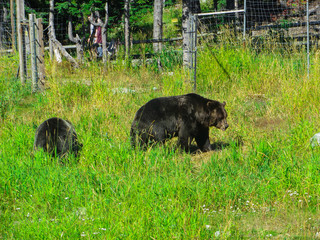 Brown bears in a national park near Vancouver.2015yers.