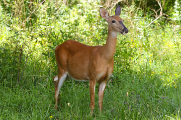 deer in the woods