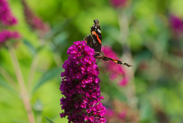 schöner Admiral auf Flieder