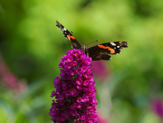 Admiral Schmetterling