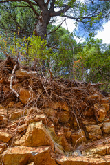 Texture of the rock. Large rocks exfoliate from the rock. The roots of the tree hang down