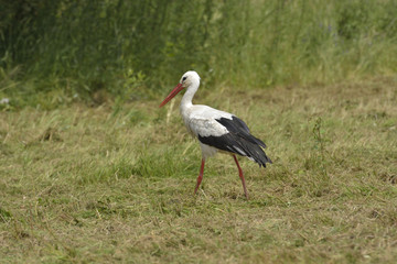 White Stork ( Ciconia ciconia )