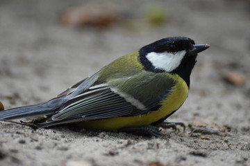 Great tit bird close up