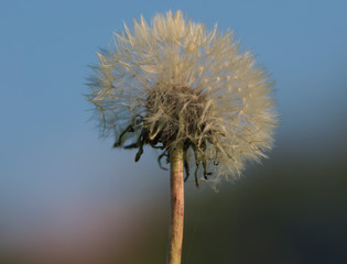 Fototapeta premium Pusteblume