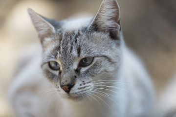 Street cat in a tourist area.