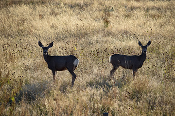 Mule Deer