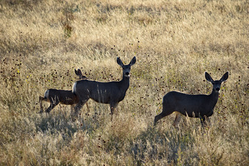 Mule Deer