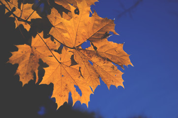 Autumn concept.Red maple leaves on a background of  blue sky. 