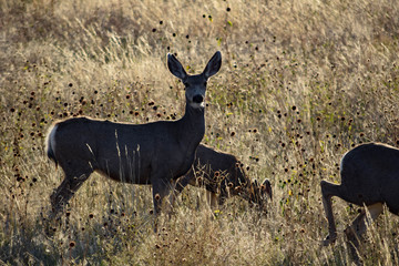 Mule Deer