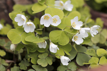Sauerklee (Oxalis), Blüten