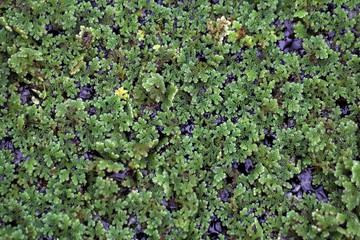 Water Ferns, Azolla sp.
