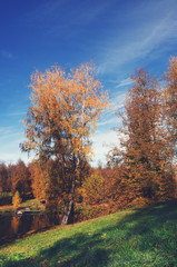 Trees with yellow leaves in autumn park
