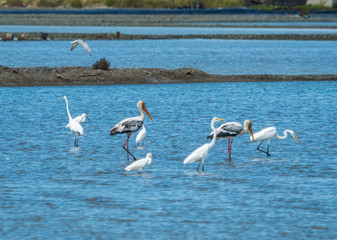 egretta  at the  pond