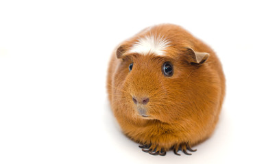 Cute guinea pig with a funny expression isolated on white (shallow DOF, selective focus on the guinea pig nose), with copy space on the left