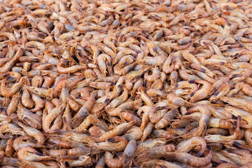 Shrimps background texture. A lot of sea shrimp or pattern of krill. Sea food like shrimp or krill.