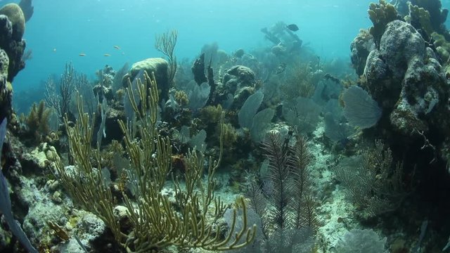 Sea Fans and Corals Grow on Caribbean Reef