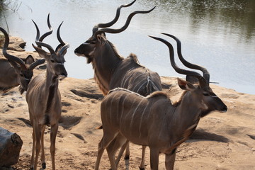 animale cudu' antilope africa fauna