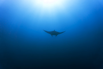 Manta ray