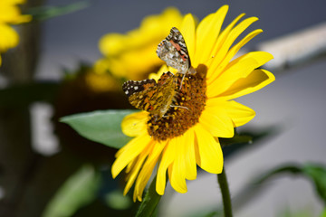 Sunflowers and Butterflies