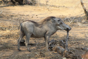 Fototapeta premium animale facocero africa grigio parco kruger