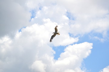 Bird 