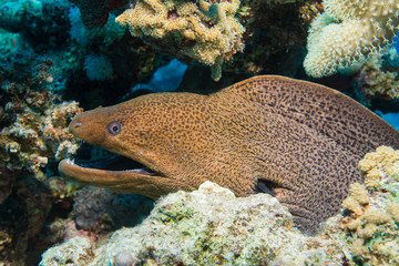 Riesenmur&auml;ne im Korallenriff