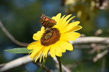 Sunflowers and Butterflies