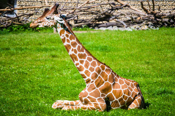 giraffe