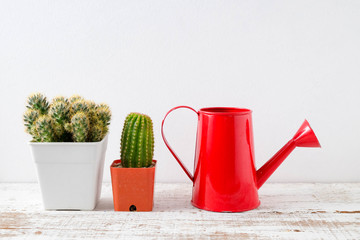 succulents or cactus in concrete pots over white background on the shelf