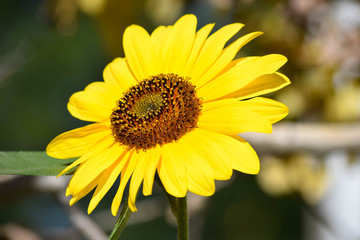 Sunflowers and Butterflies