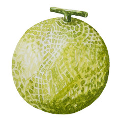 Melon fruit painting.Painted with watercolor.