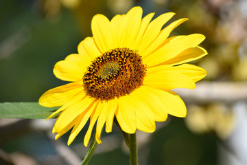 Sunflowers and Butterflies