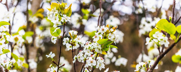 Macieira com flores.