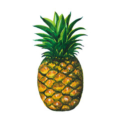 Pineapple fruit painting.Painted with watercolor.