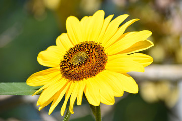 Sunflowers and Butterflies