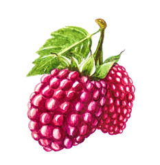 Raspberry fruit painting.Painted with watercolor.