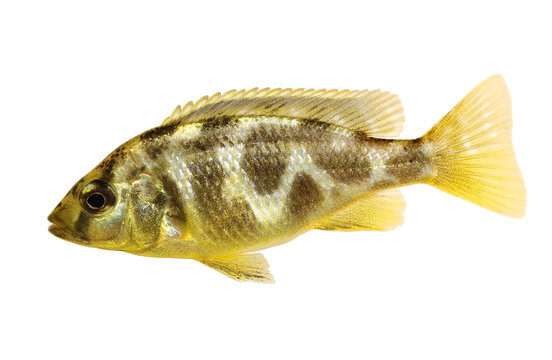 Venustus Cichlid Nimbochromis venustus aquarium fish 
