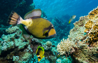 Naklejka na ściany i meble Riesen-Drückerfisch im Korallenriff