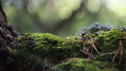 moss