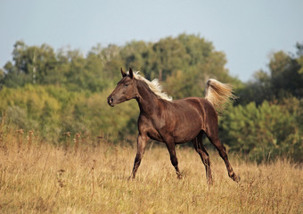 The young horse of silvery-black color is grazed on a meadow