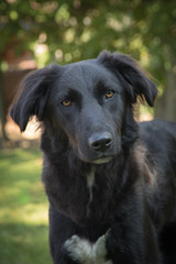 Hübscher Mischlingshund